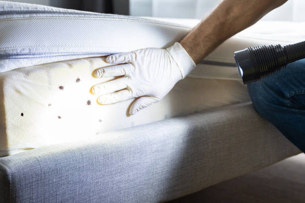 Best Pest Control Near Me  in Patrick Af, FL